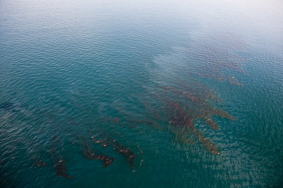 مناطق مرده دریایی در آب های جنوبی کشور در حال افزایش است