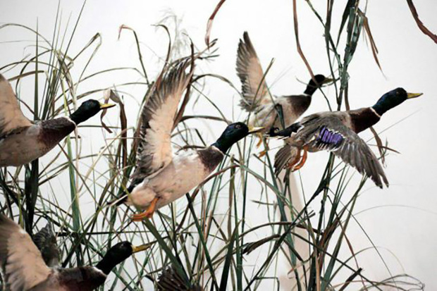 شکارچی خاطی چهار قطعه اردک سرسبز مهاجر را شکار کرد