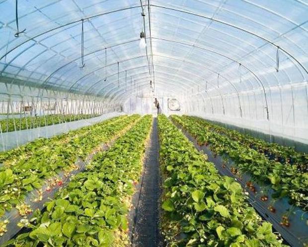 افزایش صادرات محصولات کشاورزی با کشت گلخانه ای امکان پذیراست