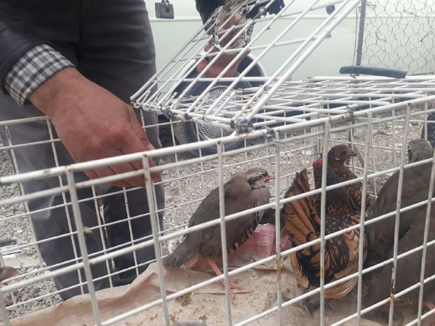 دستگیری فروشنده کبک در نیشابور