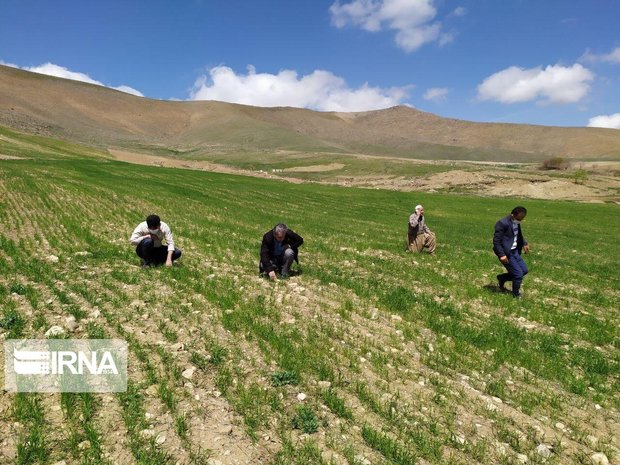 جهش تولید در کشاورزی اصفهان با ورود سرمایه و دانش محقق می‌شود