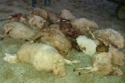 گرگ های گرسنه 29 راس گوسفند را در روستای علی محمد شیروان دریدند