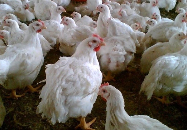 قیمت مرغ در یزد پر ‌کشید  هر کیلوگرم گوشت مرغ 12 هزار و 400 تومان