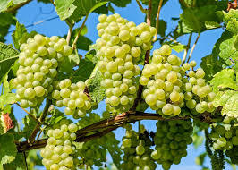 انگور آذربایجان غربی به کشورهای حاشیه خلیج فارس صادر می شود