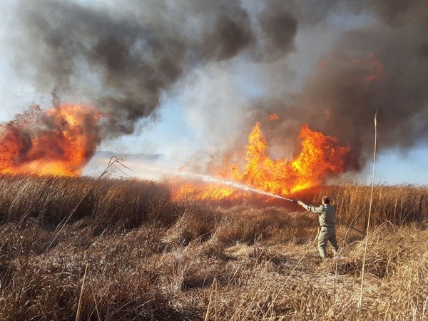 30 هکتار از نیزارهای زریبار در آتش سوخت  عوامل انسانی باعث آتش‌سوزی