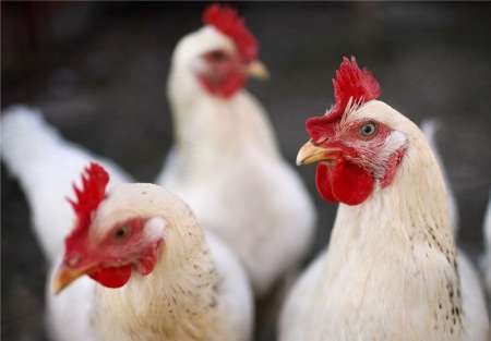 مورد جدیدی از آنفلوانزای پرندگان در مازندران مشاهده نشده است