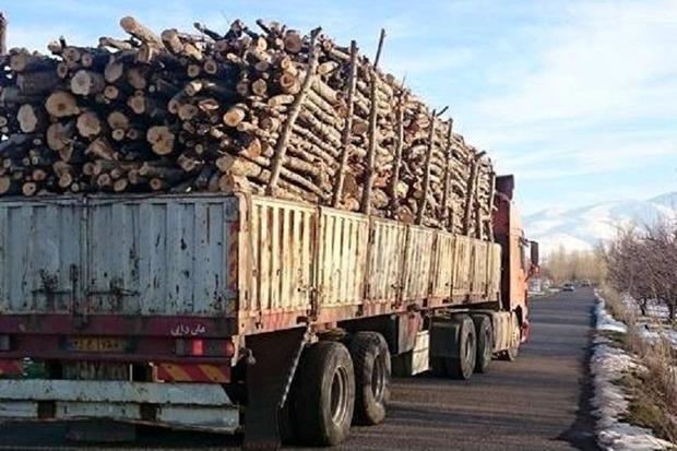 معمای قاچاق چوب در زاگرس