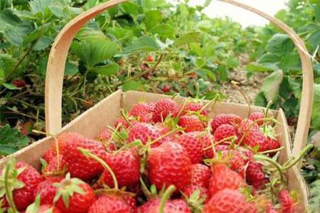 کاشت توت فرنگی در مریوان به 350 هکتار می رسد