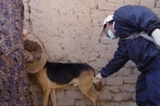 ۳ هزار قلاده سگ درهرمزگان علیه هاری واکسینه شدند