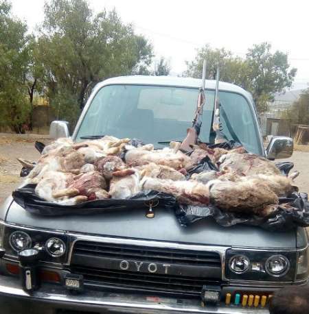 شکارچیان خرگوش در زنجان توسط محیط بانان شکار شدند