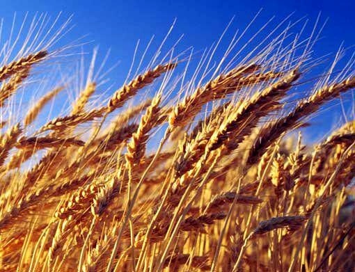 آغاز خرید گندم مازاد بر نیاز کشاورزان در کردستان