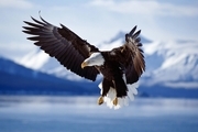 عقاب، پهباد محیط زیست خلخال را شکار  کرد
