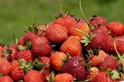 نوبرانه توت فرنگی کردستان وارد بازار شد