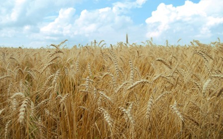 حفظ میزان تولید گندم در قزوین با وجود کاهش سه هزار هکتاری سطح زیر کشت