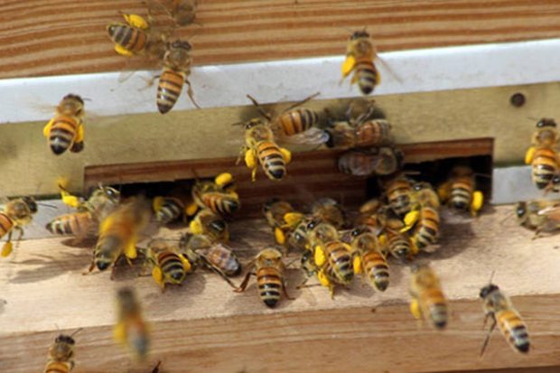 13.5 درصد عسل کشور در خوی تولید می شود