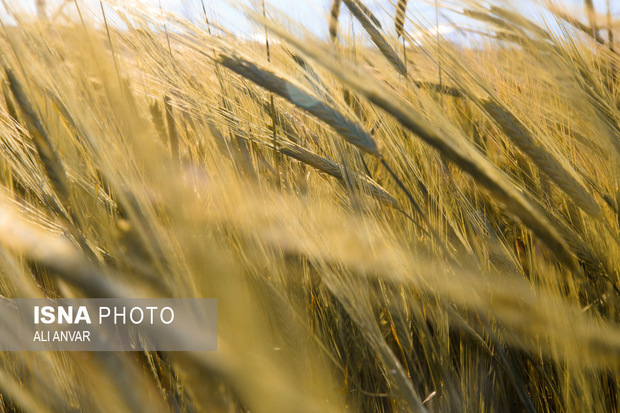 پیش بینی تولید بیش از 85 هزار تن گندم از اراضی دشت اردبیل