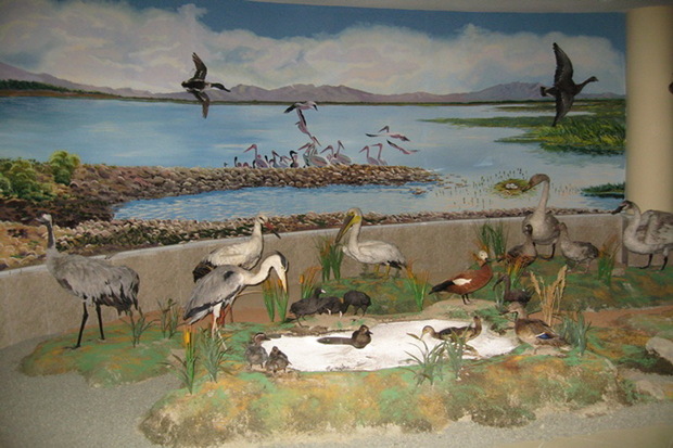 بازدید از موزه تاریخ طبیعی ارومیه در هفته دولت رایگان است