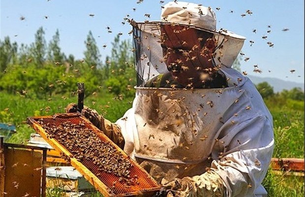 تولید عسل در تربت جام 10 درصد افزایش یافت
