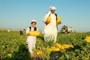 برداشت خربزه از 7 هزار هکتار مزارع تایباد آغاز شد