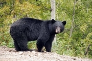 تلف شدن توله خرس سیاه آسیایی در بندرعباس