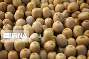 پیش‌بینی تولید ۱۸۰ هزار تن کیوی در گیلان