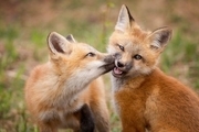 عکس روز نشنال جئوگرافیک، تصویری از دو بچه روباه