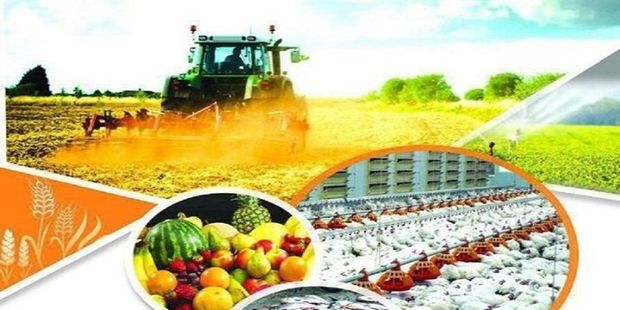 تولید محصولات زراعی در آذربایجان شرقی 2 برابر شد