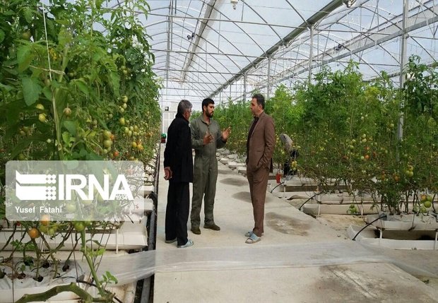 گلخانه کوثر کشاورزی استان کرمانشاه را متحول می‌کند