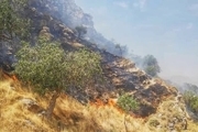 چهارمین روز آتش سوزی های نارک گچساران/ حریق به جنگل های بکر حفاظت شده رسید+ فیلم
