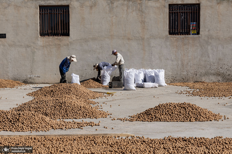 برداشت مکانیزه گردو در استان زنجان
