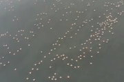 ویدئویی زیبا از پرواز فلامینگوها بر فراز دریاچه زیبای ارومیه