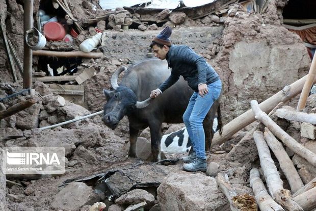 ۲۰۰ میلیون ریال برای بازسازی اماکن دامی مناطق زلزله زده پرداخت می‌شود