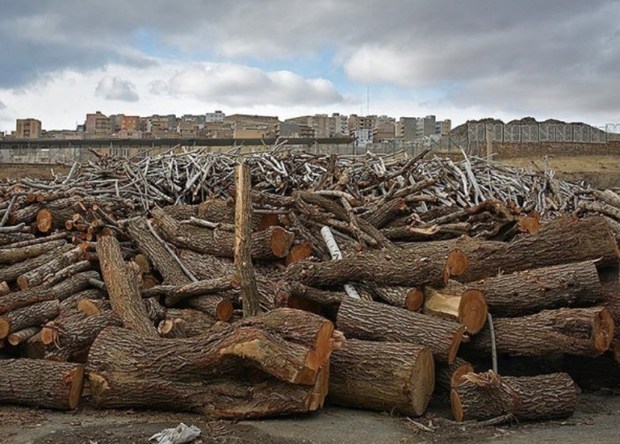 80 میلیارد ریال محموله چوب قاچاق در ممسنی کشف شد