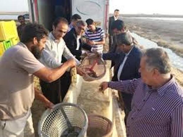 تولید 600 تن میگوی پرورشی در دیر بوشهر