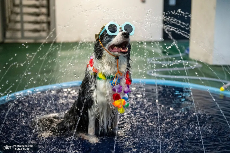 منتخب تصاویر امروز جهان - 15 مرداد 1401