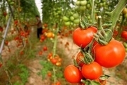 صادرات حدود یکهزار تن گوجه فرنگی از میرجاوه به روسیه و کشورهای حاشیه خلیج فارس