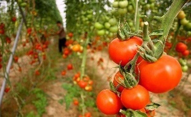 صادرات حدود یکهزار تن گوجه فرنگی از میرجاوه به روسیه و کشورهای حاشیه خلیج فارس