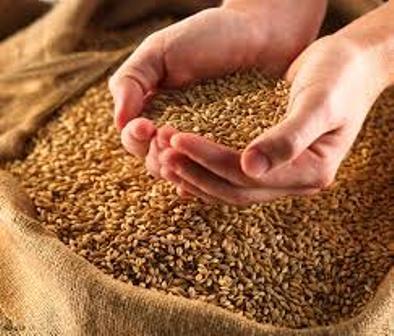 453 تن بذر گندم بین کشاورزان جنوب کرمان توزیع شد