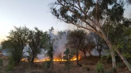 آتش سوزی در جنگل های دزفول