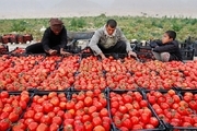 افت شدید قیمت محصول گوجه در هشتبندی ورشکستگی در کمین کشاورزان
