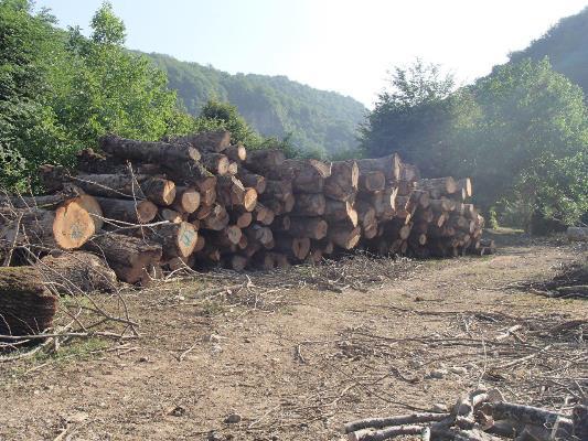 کاهش 50 درصدی نشانه گذاری قطع درختان جنگلی گلستان