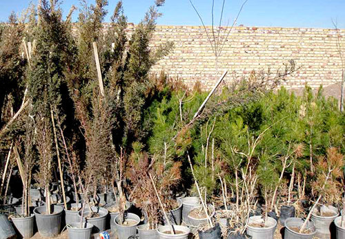 12 هزار اصله درخت در ورامین کاشته می شود