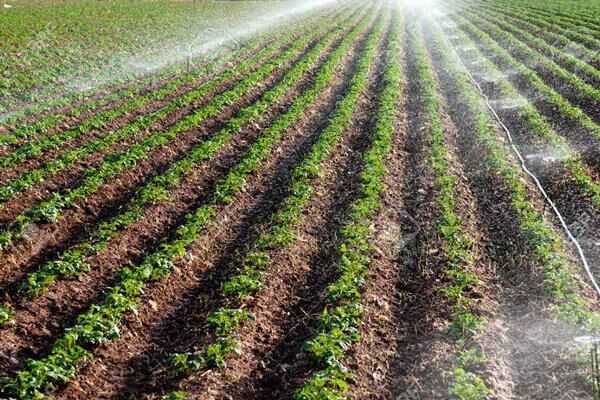 کشاورزی چهارمحال و بختیاری در بحران خشکسالی نیازمند اجرای طرح های آبیاری نوین