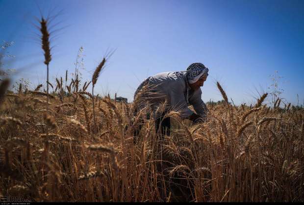50 درصد محصول گندم خوزستان درو شد