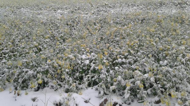 برف به مزارع کشاورزی فردیس خسارت زد