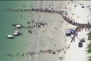 نجات نهنگ هایی که در فلوریدا به ساحل آمده بودند