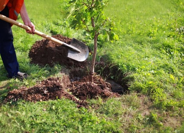 چالش کاشت 40 درخت در چهلمین سالگرد پیروزی انقلاب اجرا شود