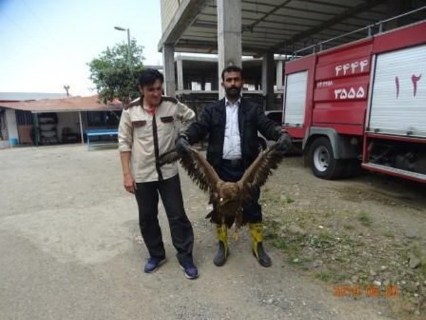 یک بهله عقاب صحرایی نابالغ در لنگرود رهاسازی شد