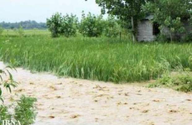 باران به 2070 هکتار محصولات زراعی مراوه تپه خسارت زد