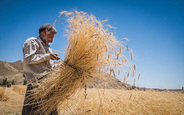 39 هزار تُن گندم از کشاورزان اصفهان خریداری شد